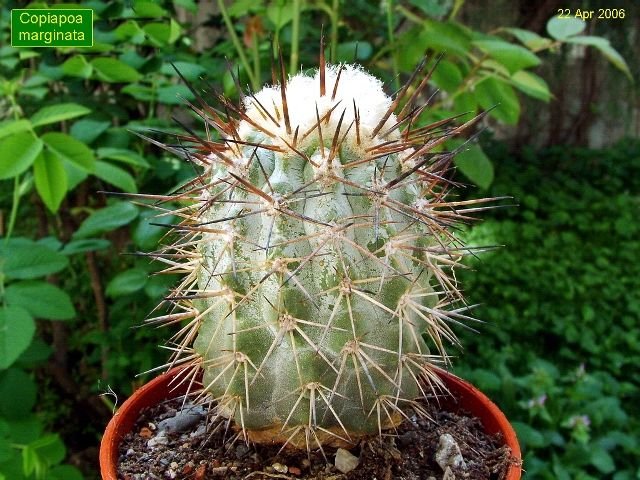 Copiapoa_ marginata_ 01